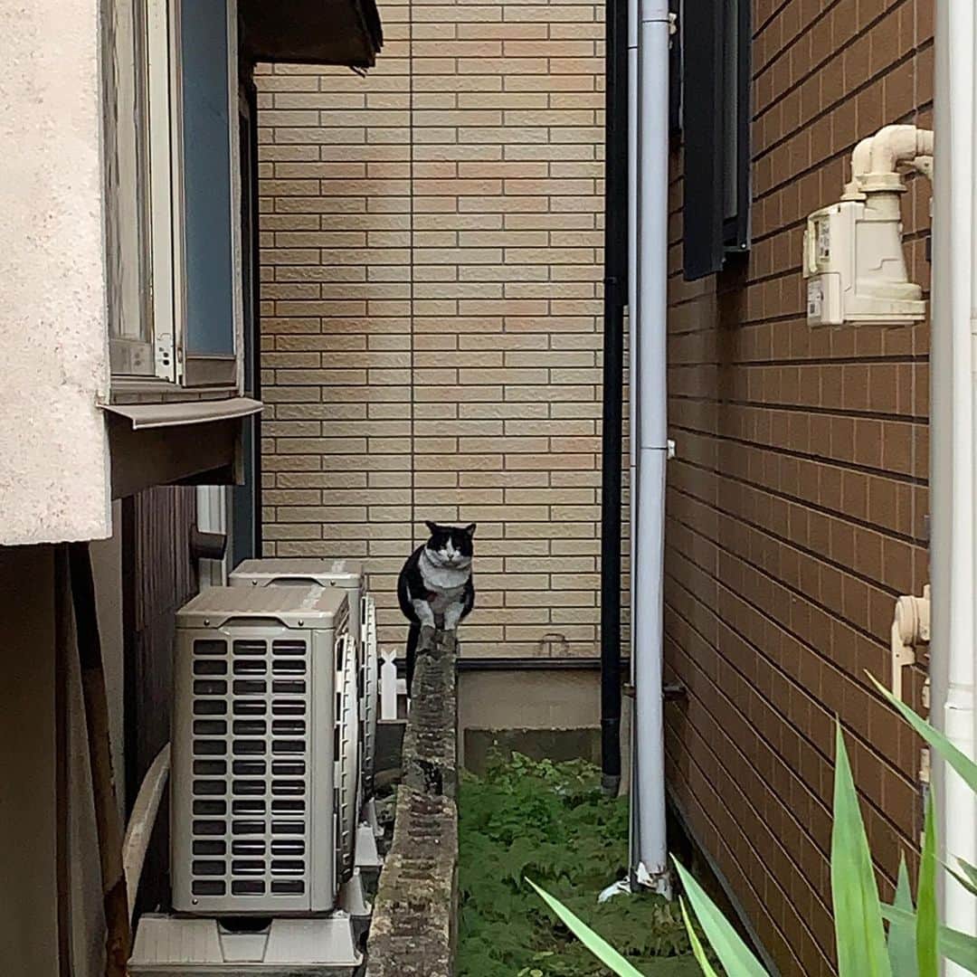 Kachimo Yoshimatsuさんのインスタグラム写真 - (Kachimo YoshimatsuInstagram)「おはようイカスミ！ Good Morning Ikasumi! 2枚目はちょっとどこに行くのか追いかけてみた。 3枚目、抗生剤はこんな感じです。 これをちゅーるに包んで食べさせます。 #うちの猫ら #猫 #ねこ #cat #ネコ #catstagram #ネコ部 http://kachimo.exblog.jp」12月27日 14時41分 - kachimo