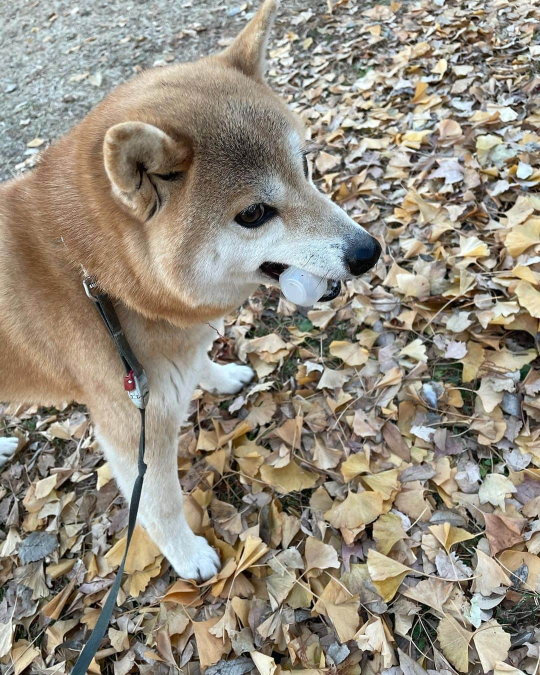 鶴岡愛弓のインスタグラム：「中からオラフ出てきた... ゴミ拾い大好き🐕 ＃柴犬」