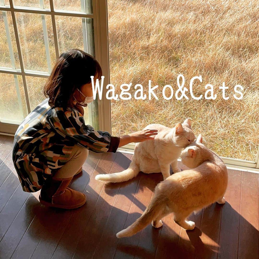 大和田美帆さんのインスタグラム写真 - (大和田美帆Instagram)「こどもと猫。 癒しの光景。 .  しあわせって 結局 こういう瞬間。 . . #5歳 #こどもとおでかけ#ワガコとおでかけ #動物好き#でも犬アレルギー#触りたいのにねー#猫とは思う存分触れ合いました#猫」12月27日 15時09分 - miho_ohwada