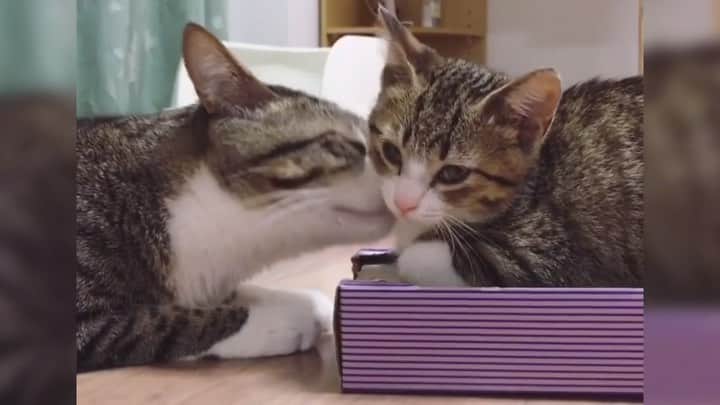 すずめくんのインスタグラム：「🐱💖  "うなぎが家族になった日" のお話の第3弾をYouTubeで公開しました！ こちらの動画で完結となります☘️  血がつながらない２匹の猫が本当の兄弟のように仲良くなるまでのお話です💖  仲良くなるまでには 時間はそんなにかかりませんでしたが…  いっしょのお部屋で寝たり、いっしょのお部屋でお留守番が出来るようになるまでには 半年くらいかかった すずめとうなぎです🐥🐒  YouTube updated❣️ Unagi cat that used to be in a shelter. It's about how Unagi became his family and he became friends with Suzume.🐥🐒💖  ━━━━━━━━━━━━━  📍YouTube 「猫のすずめちゃんねる」  https://youtube.com/channel/UCia54Yp2WQjnj1KP19B2g4Q  ━━━━━━━━━━━━━  #youtubechannel  #猫のすずめちゃんねる  #すずめとうなぎ」
