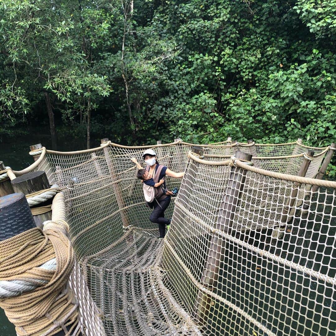 橋本麻里衣さんのインスタグラム写真 - (橋本麻里衣Instagram)「Sungei Buloh Wetland Reserve☺︎❤︎ ＊ ＊ 先日シンガポールの北西部にある湿地保護区Sungei Bulohへ行ってきました。 歩道が舗装されていてとても歩きやすくて、長男でも楽々歩けました◎ ビジターセンター付近にある水に浮かぶ遊具（→写真2.3枚目）がなかなか楽しめましたよ♫ ＊ マレーシアの近くでGPSがマレーシアに入国したと勘違いしてwelcome to Malaysia!というSMSがスターハブから送られてきたので.. 携帯の通信料金が若干不安です..☺︎ ＊ ＊ そして、オンラインヨガの　@soelu_official では現在もキャンペーン実施中! こちらのURLから入っていただくとキャンペーンカード無くてもこれまで同様30日間の無料体験のクーポン内容が適用されます。 ———— https://soelu.com/register?campaign_code=20mari04 ———— →URLがリンクにならないのでコピペして使ってください🙏 ＊ #SOELU#SOELUな暮らし#ソエル#ていねいな暮らし#オンラインヨガ#おうちヨガ ＊  それでは皆様良いお年を...☺︎❤︎  ＊ #SungeiBuloh#スンガイブロー#スンゲイブロー #singaporelife#sglocallife#lifeinsingapore#igsg#sgig#シンガポールライフ#シンガポール生活#シンガポール在住#シンガポール子育て#シンガポールおすすめ#ヨガ#男の子のママ#生後23ヶ月#4歳#二児ママ#海外生活 ☺︎」12月27日 15時32分 - mariihashimoto