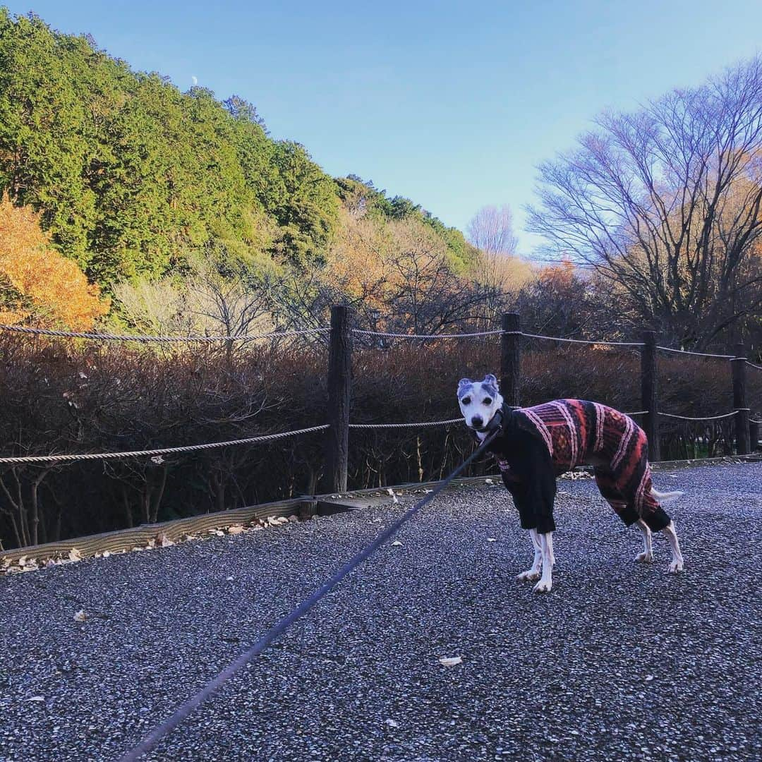 竹本アイラさんのインスタグラム写真 - (竹本アイラInstagram)「今日は爪を切って来たよ！ それにしても、洋服を着ると オシッコを洋服にかけちゃうので大変！ これやっぱり、イタグレあるあるなのかな？ #iggy #itariangreyhound #イタグレ #イタリアングレーハウンド #イタグレとの暮らし #イタグレ服 #イタグレのいる暮らし #イタグレ大好き #イタグレ好きな人と繋がりたい #イタグレとの生活 #iggylove #iggysofinstagram #iggylife #kamakuradog #dogstagram」12月27日 15時39分 - aira.ar50