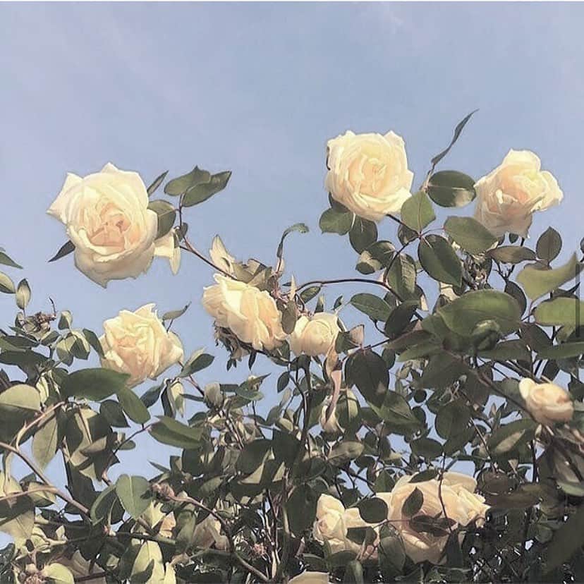 夢花さんのインスタグラム写真 - (夢花Instagram)12月27日 15時43分 - dreamm_flowerr