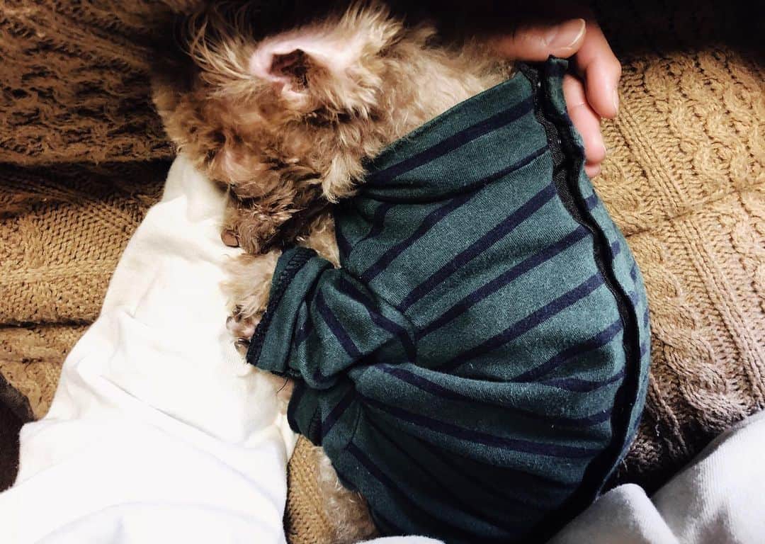 河村元美のインスタグラム：「Toto Babayyyyyyy 💤Let me move」