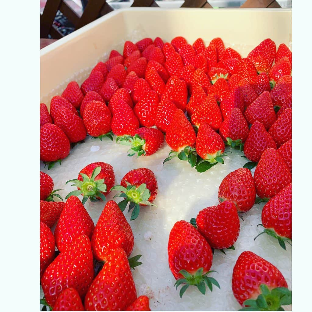 七瀬遥さんのインスタグラム写真 - (七瀬遥Instagram)「いちご狩り🍓🍓🍓 何年ぶりだろうか🙄🙄🙄✨ これから、まだまだたくさん実がなる季節🍓🍓🍓お腹いっぱい30分間の食べ放題😋 こんなに苺を食べた事あるかしら？？ いちごで私のお腹はパンパンです🤣🤣🤣 新鮮で瑞々しくて甘くて❤️ 大地の恵みを美味しくいただきました😆🙏💖  #いちご狩り#苺#食べ放題#美味しい#新鮮#大地の恵み#delicious#fun#good#friend#happy#love#happiness#good#smile#tokyo#japan」12月27日 15時56分 - haruka_mh