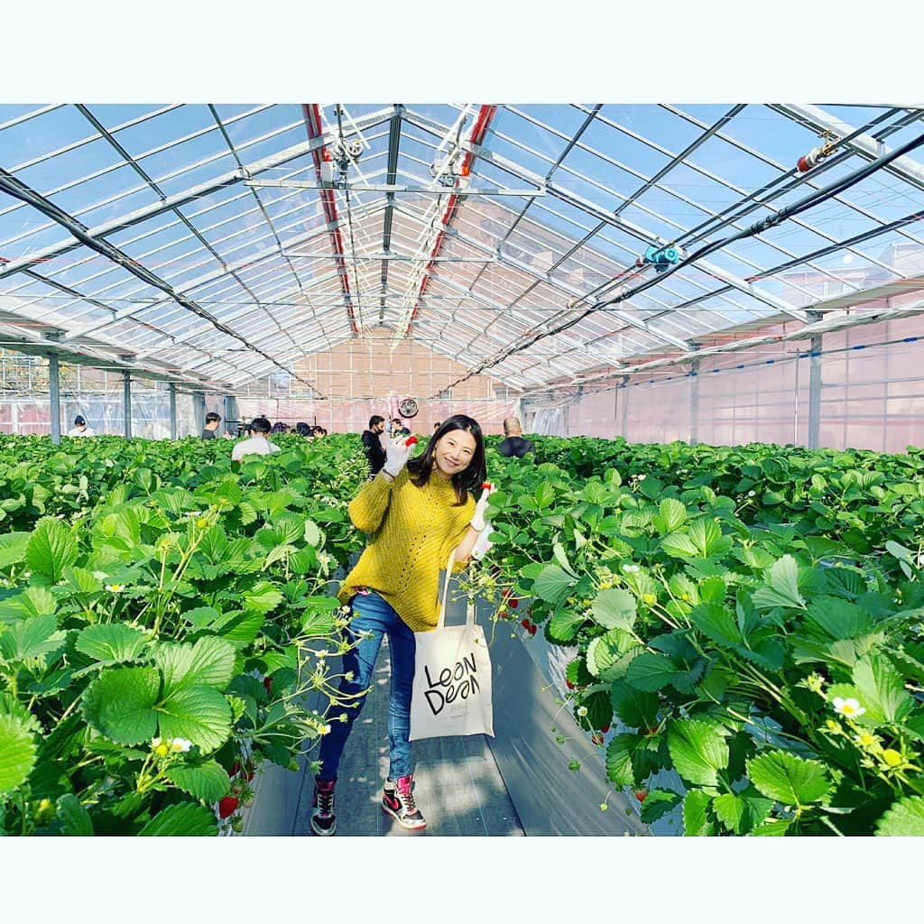 のインスタグラム：「いちご狩り🍓🍓🍓 何年ぶりだろうか🙄🙄🙄✨ これから、まだまだたくさん実がなる季節🍓🍓🍓お腹いっぱい30分間の食べ放題😋 こんなに苺を食べた事あるかしら？？ いちごで私のお腹はパンパンです🤣🤣🤣 新鮮で瑞々しくて甘くて❤️ 大地の恵みを美味しくいただきました😆🙏💖  #いちご狩り#苺#食べ放題#美味しい#新鮮#大地の恵み#delicious#fun#good#friend#happy#love#happiness#good#smile#tokyo#japan」