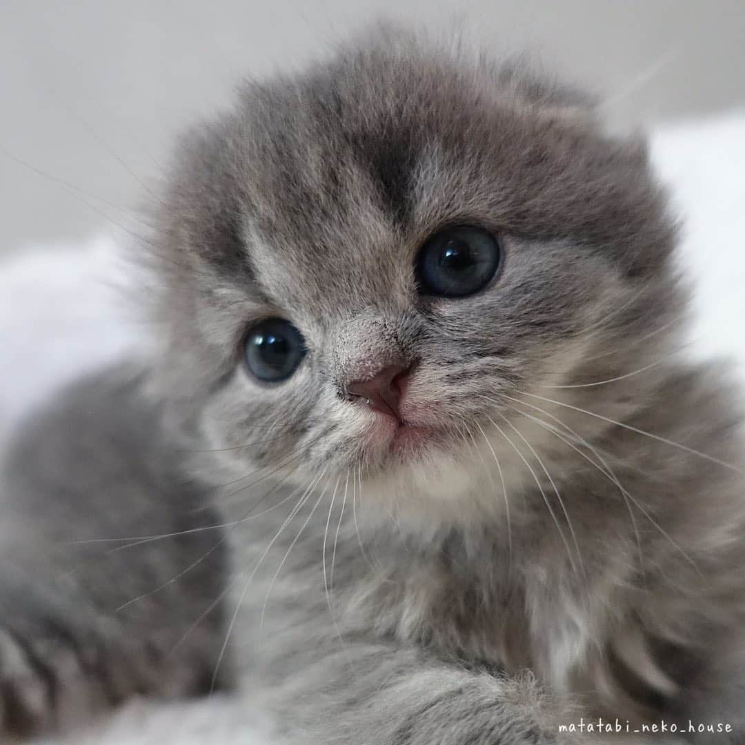 旅猫かあさんのインスタグラム：「🌞BABY CAT  次女ちゃん、ご家族さまが決まりました。  お迎え迄〜大切にお預かりしますね。 素敵なご縁に感謝です🍀  #ご縁に感謝 #楽しい猫生活  #またたび猫ハウス　﻿#猫ブリーダー　#スコティッシュフォールド　#猫　#子猫　#こねこ　#にゃんすたぐらむ　#scottishfold #scottishfoldlovers #scottishfoldsoinstagram #cutepetclub #my_loving_pet #catsofgram #bestmeow #bestcats_oftheworld #cat_features #meowsandwoofs #mofmo #kittensofinstagram #adorable #excellent_cat #igcutest_animals #cat #picneko #instacat」