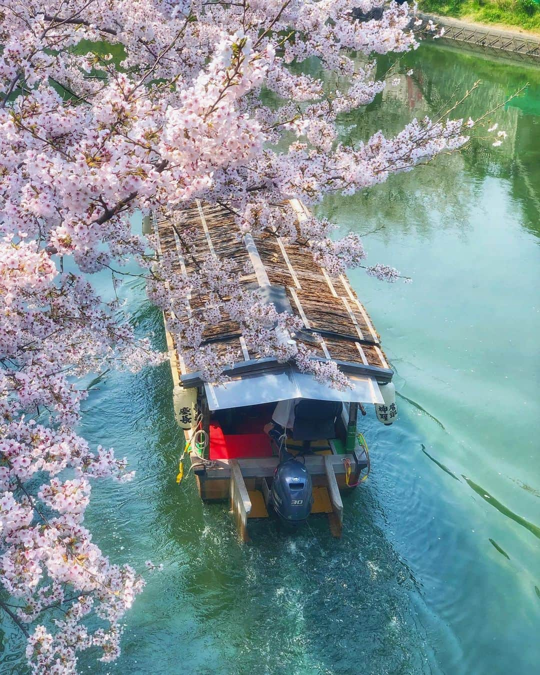 hama_aki_pppさんのインスタグラム写真 - (hama_aki_pppInstagram)「京都市伏見区#伏見十石舟  Location Kyoto Japan    今年はコロナで見に行けなかった#伏見であい橋 の十石舟🌸🌸来年は見たいなあ〜😭🙏🌸🌸　 　  #日本の絶景  #美しい日本　 #こころから #そうだ京都行こう  #タビジェニ　 #花のある風景　 #じゃらん花畑　 #宇治川派流  #bns_flowers  #top_favorite_shots  #allthingsofbeauty_  #inspring_shot  #beautiful_kansai  #angelsandflowers_  #japanesegarden  #loves_united_japan  #igbest_shots  #best_moments_landscape  #rakutentravel  #deaf_b_j  #be_one_natura #sorakataphoto  #ig_color  #ig_shotz  #ig_myshots  #bestpicturesgallery」12月27日 16時55分 - hama_aki_ppp