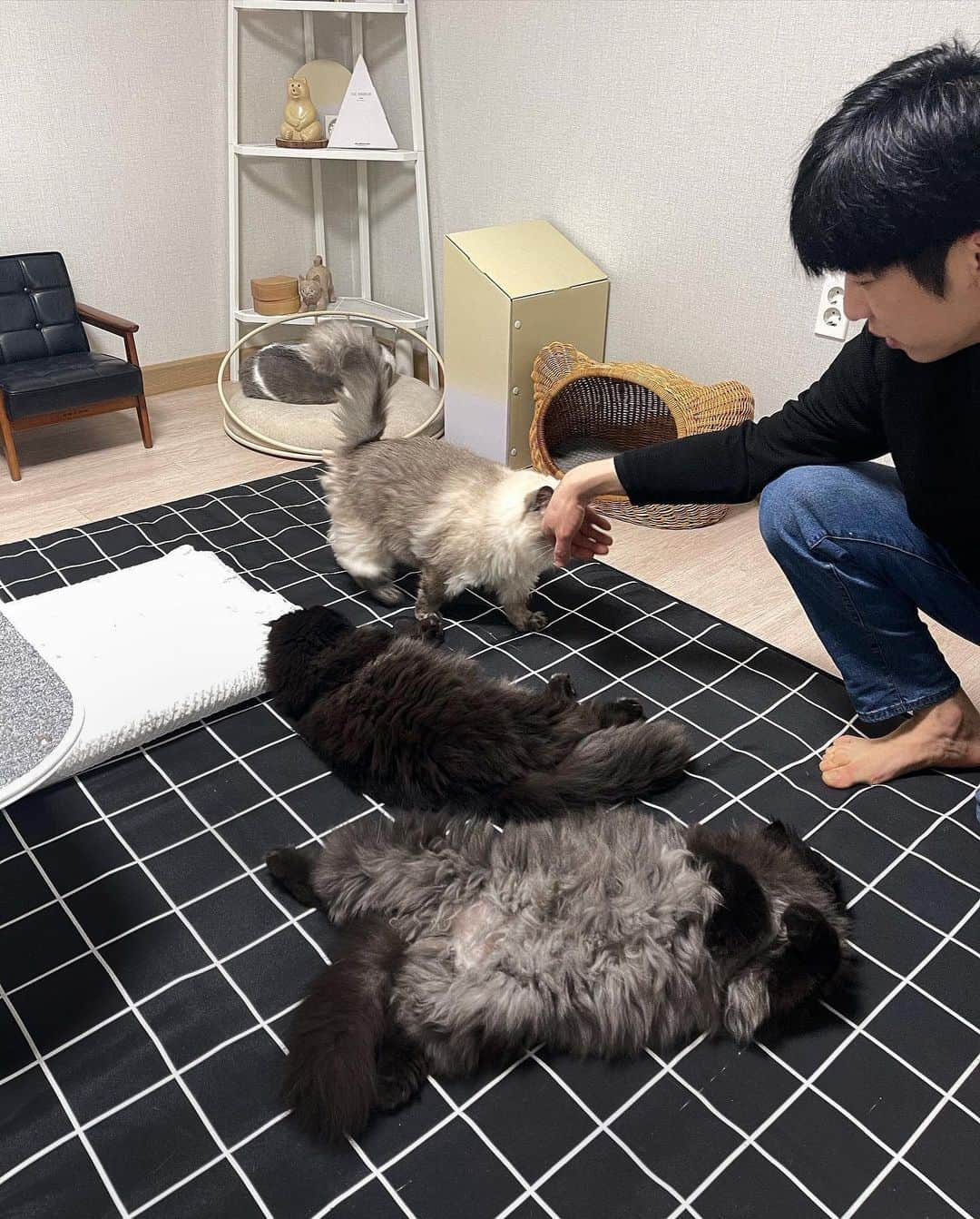 ギモさんのインスタグラム写真 - (ギモInstagram)「오랜만에 바닥에 전기요를 깔았더니ㅋ 즈이집 고영들 신나서 등지지고 난리났고여? 촌놈특파원이 깜털들 만져주러 왔는데 그거 보고 자기도 만져달라며 냉큼 달려오는 쨤ㅋㅋ😂 #cat #토토상회 #고양이덫 #나도있시오 #촌놈특파원」12月27日 17時00分 - 1room1cat