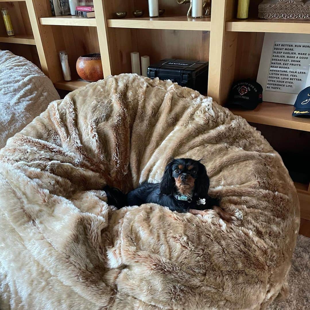 スコット・イーストウッドのインスタグラム：「So I got these awesome baby’s for Christmas.  And well.... josie thinks I got them for her.  @lovesac I think you all need to start making dog beds too. My dog is very confused 😂. She thinks I just leveled up her dog bed.  #queenofthiscastle」