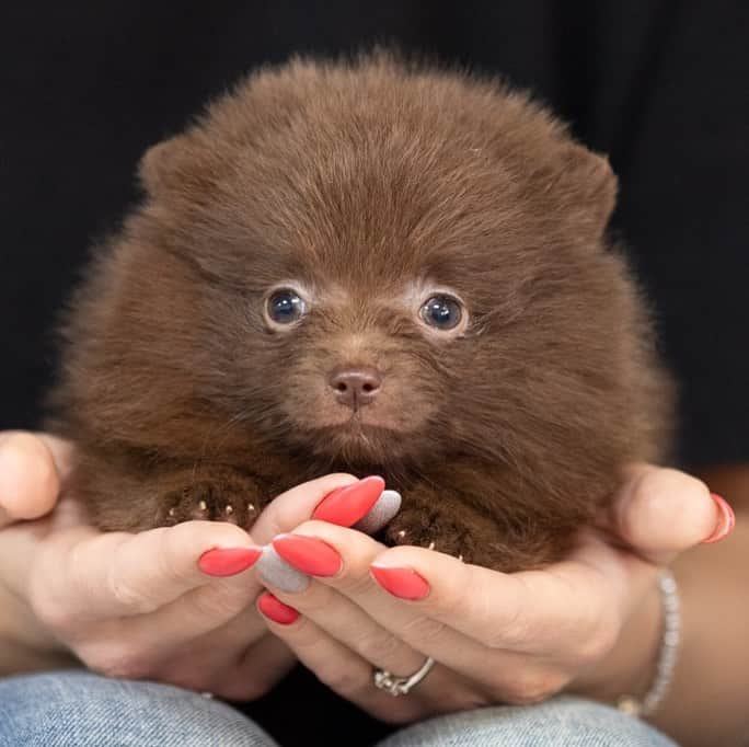 Puppy For Sale.さんのインスタグラム写真 - (Puppy For Sale.Instagram)「Очень красивая маленькая девочка померанского шпица  шоколадного  окраса 😊👍 ⠀ Супер пушистая, с кукольной мордашкой и замечательным озорным  характером 🔥👍 ⠀ ___ ⠀ Следите за нашими обновлениями и подписывайтесь👇 @artsimpatiya ⠀ Больше информации, фото и видео: Директ, на личном сайте питомника Арт Симпатия: www.artsimpatiya.ru ⠀ #pom #pomeranian #pomeranien #pomeranianspitz #pomeranianworld #pomeranianparis #pomeranianlyon #pomeranianbelgium #pomeranianromania #pomeranianamsterdam #pomeranianlove #pomeranianpuppy #pomeraniansofinstagram #pomeranianpuppies #pompuppy #pompuppies #spitz #spitzdog #pomeranianspitz #mypomeranian #puppiespomeranian #puppypom #pomeranianlondon #pomeranianengland #pomeranianholland #pomeranianclubholland」12月28日 2時58分 - artsimpatiya