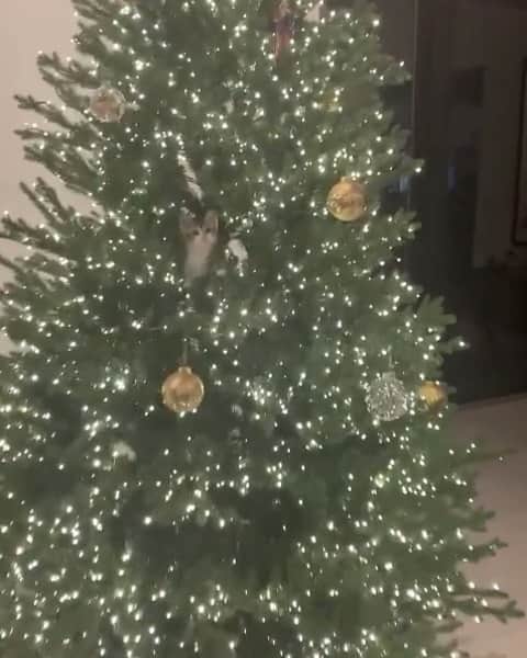 リンジー・モーガンのインスタグラム：「Honestly, don’t want the best Christmas of my life to end ☺️」
