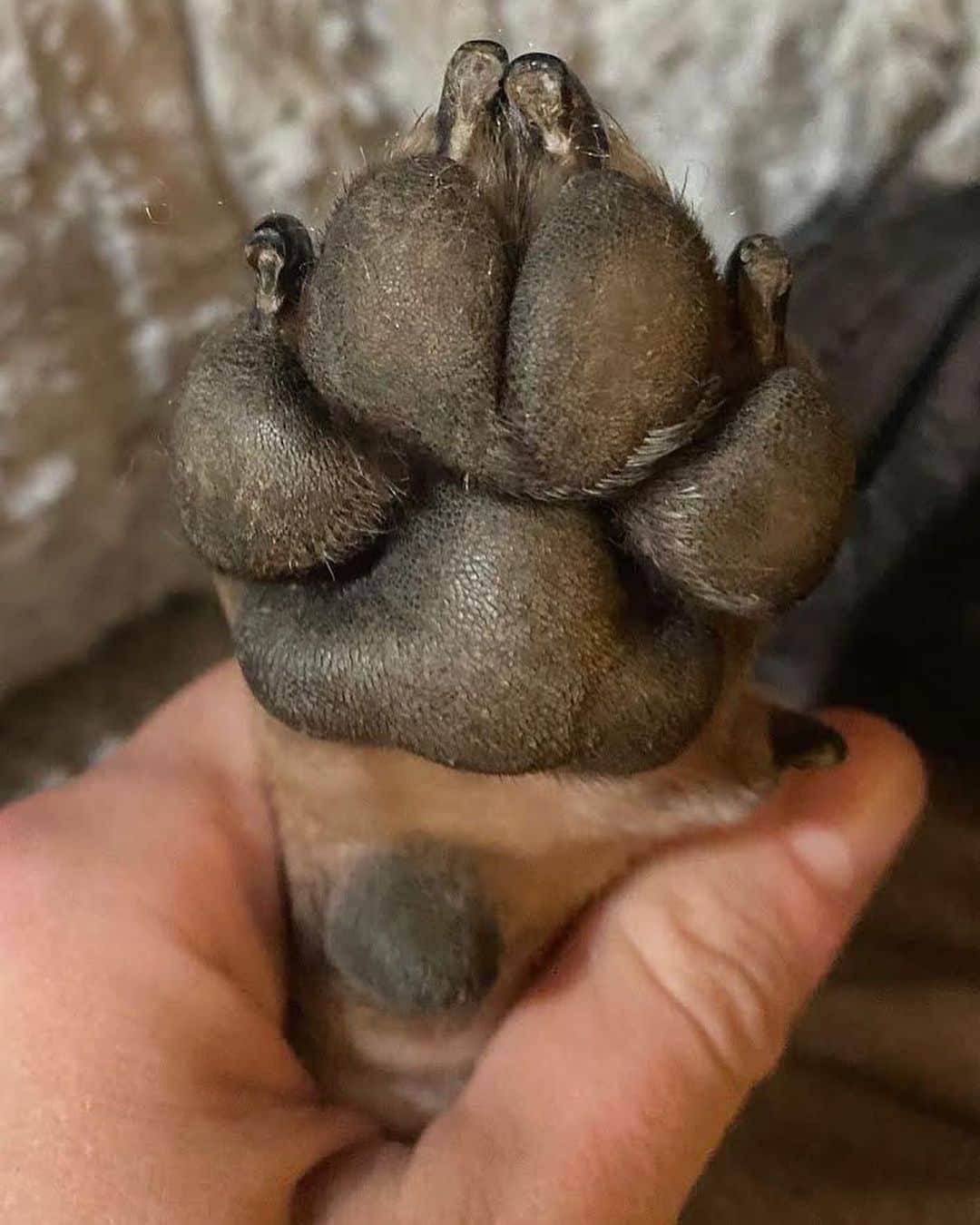 Regeneratti&Oliveira Kennelさんのインスタグラム写真 - (Regeneratti&Oliveira KennelInstagram)「“Aren’t paws supposed to be rough” – this is a very common misconception. Paw pads are naturally thick, but they should not be overly dry. Like humans, dry & chapped skin is more prone to injury from splitting and cracking. Healthy, conditioned paws are flexible and actually allow for dogs to get a better grip. You can heal & mend dry paws fast and safely with all-natural #PawSoother from @naturaldogcompany. Works much better & faster than coconut oil! . ⭐ SAVE 20% off @naturaldogcompany with code JMARCOZ at NaturalDog.com  worldwide shipping  ad 📷: @pepsi_the_Frenchbulldog  @peace_love_frenchies . . . . . . #frenchiepetsupply #frenchiesofinsta #pugsofinsta #frenchbulldog #frenchiesofinstagram #pug #frenchies #reversibleharness #frenchiehoodie #thedodo #frenchieharness #dogclothes #dogharness #frenchiegram #dogsbeingbasic #frenchieoftheday #instafrenchie #bulldogs #dogstagram #frenchievideo #cutepetclub #bestwoof #frenchies1 #ruffpost #bostonterrier #bostonsofig #animalonearth #dog」12月28日 3時23分 - jmarcoz