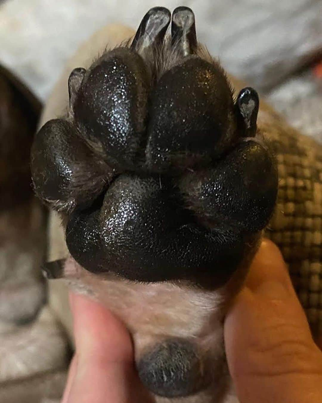 Regeneratti&Oliveira Kennelさんのインスタグラム写真 - (Regeneratti&Oliveira KennelInstagram)「“Aren’t paws supposed to be rough” – this is a very common misconception. Paw pads are naturally thick, but they should not be overly dry. Like humans, dry & chapped skin is more prone to injury from splitting and cracking. Healthy, conditioned paws are flexible and actually allow for dogs to get a better grip. You can heal & mend dry paws fast and safely with all-natural #PawSoother from @naturaldogcompany. Works much better & faster than coconut oil! . ⭐ SAVE 20% off @naturaldogcompany with code JMARCOZ at NaturalDog.com  worldwide shipping  ad 📷: @pepsi_the_Frenchbulldog  @peace_love_frenchies . . . . . . #frenchiepetsupply #frenchiesofinsta #pugsofinsta #frenchbulldog #frenchiesofinstagram #pug #frenchies #reversibleharness #frenchiehoodie #thedodo #frenchieharness #dogclothes #dogharness #frenchiegram #dogsbeingbasic #frenchieoftheday #instafrenchie #bulldogs #dogstagram #frenchievideo #cutepetclub #bestwoof #frenchies1 #ruffpost #bostonterrier #bostonsofig #animalonearth #dog」12月28日 3時23分 - jmarcoz