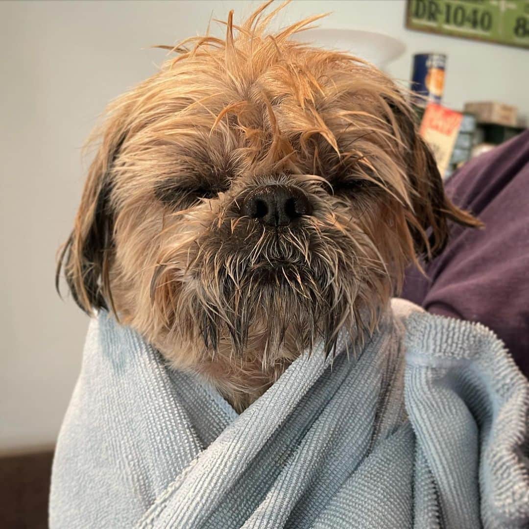Dougie the Shih Tzuのインスタグラム：「Get off my lawn!」