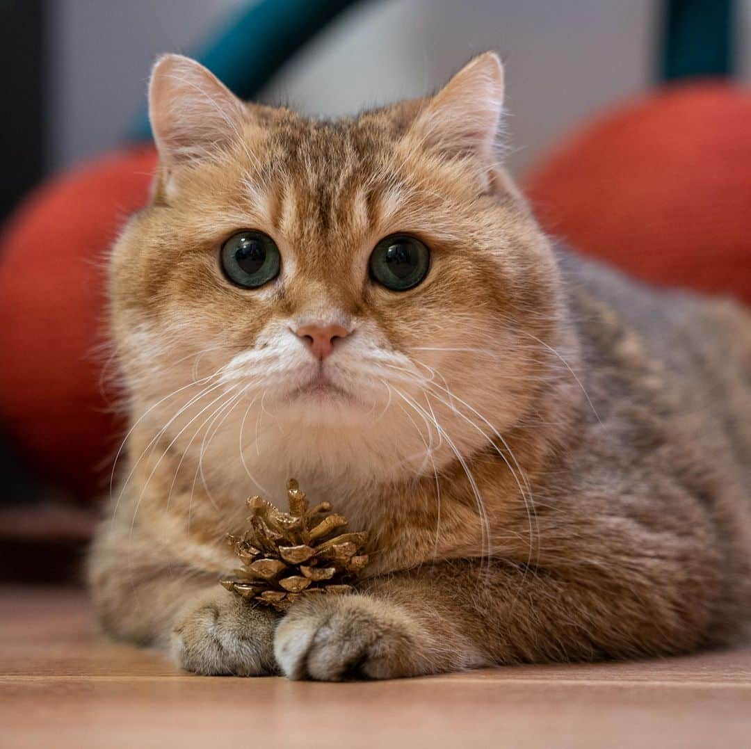 Hosicoさんのインスタグラム写真 - (HosicoInstagram)「This morning I found a bump under the tree! 🎄」12月27日 18時58分 - hosico_cat