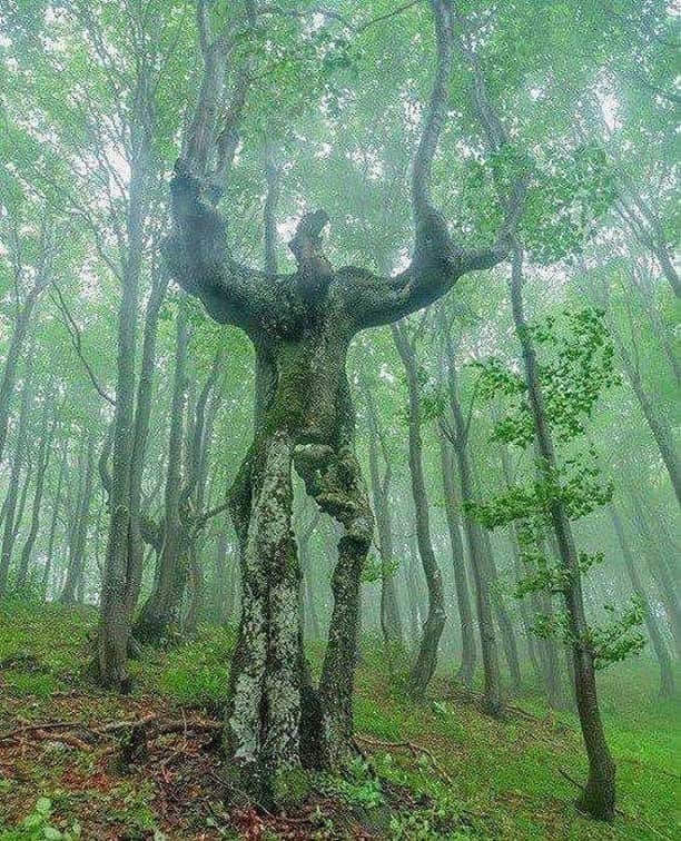 Discover Earthさんのインスタグラム写真 - (Discover EarthInstagram)「Creepy tree in the Balkan Mountains.  Did you know that the word ‘balkan’ means ‘mountains’ in Turkish? Well, the exact definition in Ottoman Turkish is ‘a chain of wooden mountains’, which refers to the regional Balkan, Rhodope, Diarnic Alps and the Carpathian Mountains. The area evolved very differently from Western Europe, giving adventurous travellers a different, and a somewhat less explored, experience.   #discoverbalkans  DM for credit . . . . .  #balkans  #wakacje  #landscape  #architecture  #photography  #adventure  #holidays  #bulgaria  #vacation  #view  #sea  #instatravel  #bałkany  #travelgram  #serbia  #bosnia  #bosniaandherzegovina  #macedonia  #holiday  #mountains  #travelphotography  #croatia  #albania  #nature  #europe  #trip  #montenegro  #travel  #balkan」12月27日 19時00分 - discoverearth
