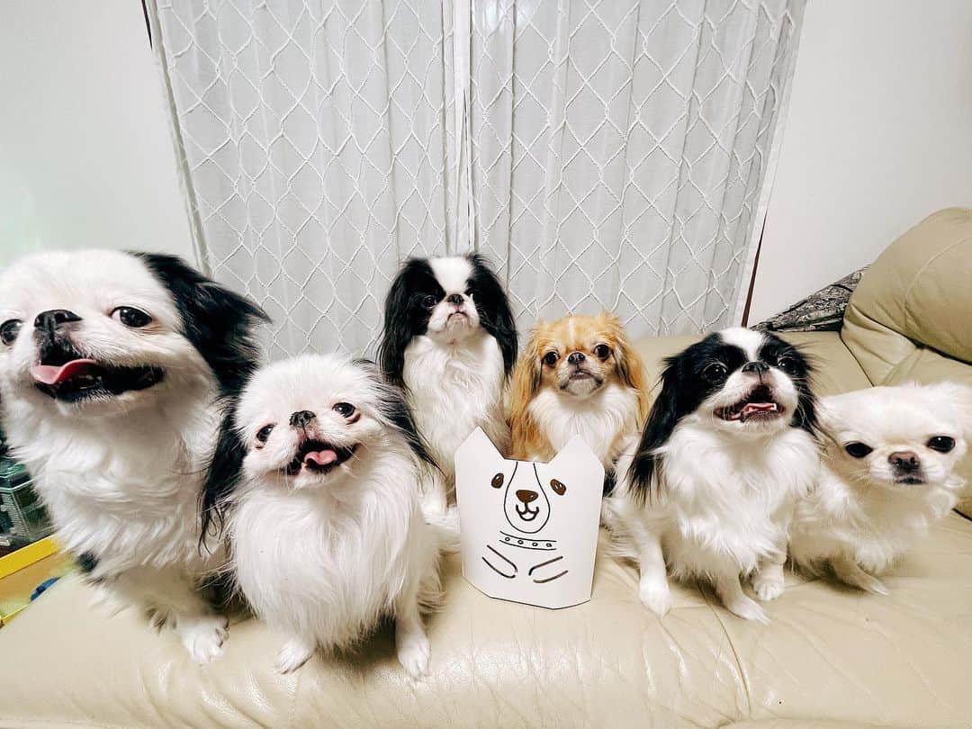 juntowaのインスタグラム：「@izu_petfood さんの 鹿肉健康ジュレをお試しさせて頂きましたー！  農作物被害対策によって個体数調整された 鹿や猪を最大限有効活用するために、 捕獲から製品づくりまでご夫婦お二人で作っているそうです😳  犬も猫もとても食いつきが良くて 美味しいお出汁の匂いがしますよ✨  出遅れ いそのと甚六も美味しく頂きました😁  全品５％OFF クーポンコード 【LC3JY8BD】になります🐈🐕 ※お一人様一回限りです  #しっぽ企画 #pr #鹿肉健康ジュレ #鹿肉おやつ #犬用サプリ」