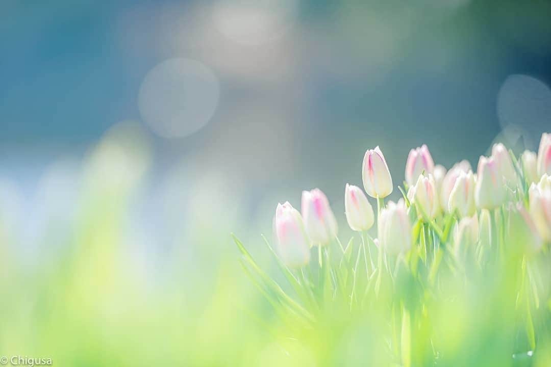 花の写真館のインスタグラム：「Photo by @chigusa024.⠀ https://instagram.com/chigusa024/⠀ .⠀ Original Post[投稿いただいたURL]⠀ https://www.instagram.com/p/B6zAHoBg8Nb/⠀ .⠀ 本アカウントは、 #私の花の写真 をつけてInstagramに投稿された皆さまの花の写真や、「花の写真館」Facebookページで投稿された花の写真を紹介します。⠀ 「花の写真館」Facebookページは、「 @floral.photograph 」のプロフィールにあるURLからご覧ください。⠀ .⠀ ※各自、政府、自治体など公的機関の指示に従った行動をお願いします。⠀⠀ 東京カメラ部および分室では、写真を「見る楽しみ」を提供することを通して、微力ながら皆様にわずかな時間でも癒しをお届けしたいと思っております。⠀ ※本アカウントは東京カメラ部がFacebook、Instagramのサービスを利用して運営しているもので、Facebook社・Instagramとは一切関係ありません。⠀ .⠀ #花の写真館 #floralphotograph #floralphoto #flower #flowers⠀ Follow: @floral.photograph」