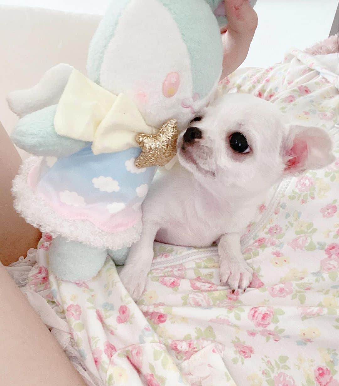 麻衣愛のインスタグラム：「あいけんさま🐶  #ちわすたぐらむ  #ちわわ大好き  #ちわわのいる生活  #チワワ #チワワのいる暮らし  #愛犬 #いぬすたぐらむ」