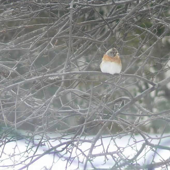 【公式】八ヶ岳高原ロッジ・八ヶ岳高原音楽堂さんのインスタグラム写真 - (【公式】八ヶ岳高原ロッジ・八ヶ岳高原音楽堂Instagram)「.﻿ .﻿ 冬の野鳥であるアトリと一年を通して観察できるカワラヒワが餌を探しているところを撮影しました。﻿ ﻿ このアトリですが、体のオレンジと黒のコントラストがとても美しく、木に止まる姿がまるで花が咲いているかのように見えることから漢字では「花鶏」と書くそうです。素敵な名前の鳥ですね。﻿ ﻿ 冬眠しない鳥達は、何を食べて冬を超えているのでしょうか？﻿ ﻿ ﻿ ﻿ #八ヶ岳高原ロッジ #八ヶ岳高原 #長野ホテル #リゾートホテル #長野県 #八ヶ岳高原海の口自然郷 #アトリ #花鶏 #カワラヒワ #鳥 #小鳥 #野鳥 #鳥好きさんと繋がりたい #鳥好き #鳥好きな人と繋がりたい #野鳥観察 #野鳥好きな人と繋がりたい #野鳥好き #野鳥倶楽部 #野鳥のいる風景 #野鳥 #冬眠 #小鳥のいる生活 #小鳥好き #鳥類 #可愛い鳥 #可愛い #バード #bird #バードウォッチング」12月27日 20時00分 - yatsugatake_kogen_lodge