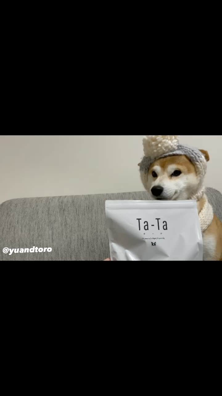 ゆうとろ（柴犬ゆうと猫のとろ）のインスタグラム