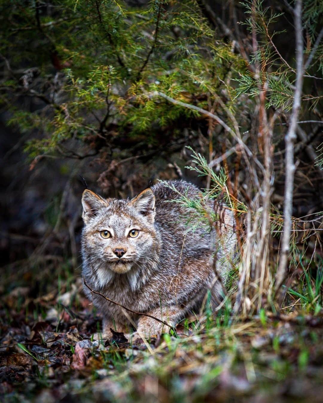 National Geographic Travelさんのインスタグラム写真 - (National Geographic TravelInstagram)「Photo by @Jonathan_irish / This Canada lynx in Montana was not quite sure if I was a friend or foe. However, she did trust me long enough to let me take a photo (or a thousand) before retreating back into the wild. It was a brief but beautiful encounter. #Montana」12月27日 20時39分 - natgeotravel