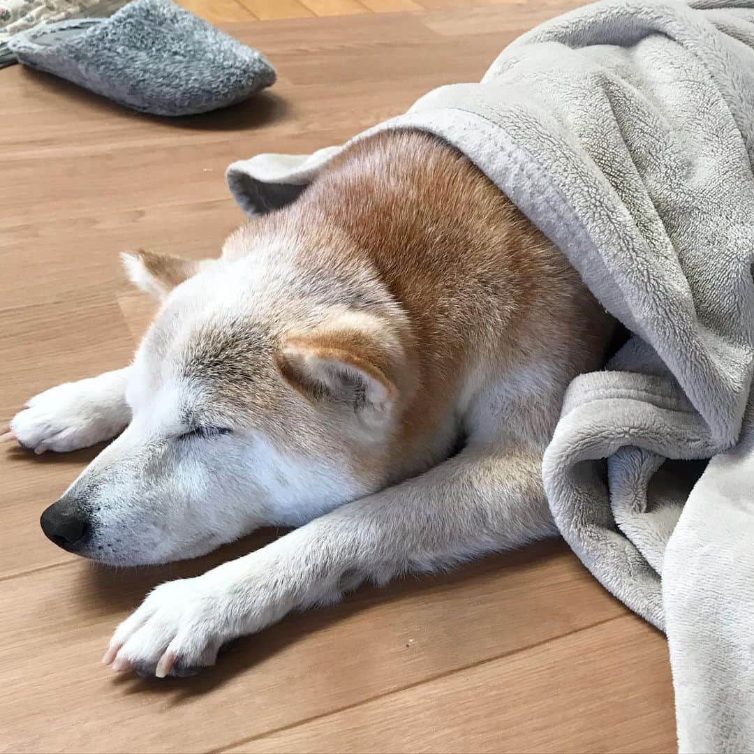 柴犬リリコさんのインスタグラム写真 - (柴犬リリコInstagram)「ホットカーペットの住人🐶♨️ #かんたん床暖 #panasonic」12月27日 20時39分 - ke_rock_