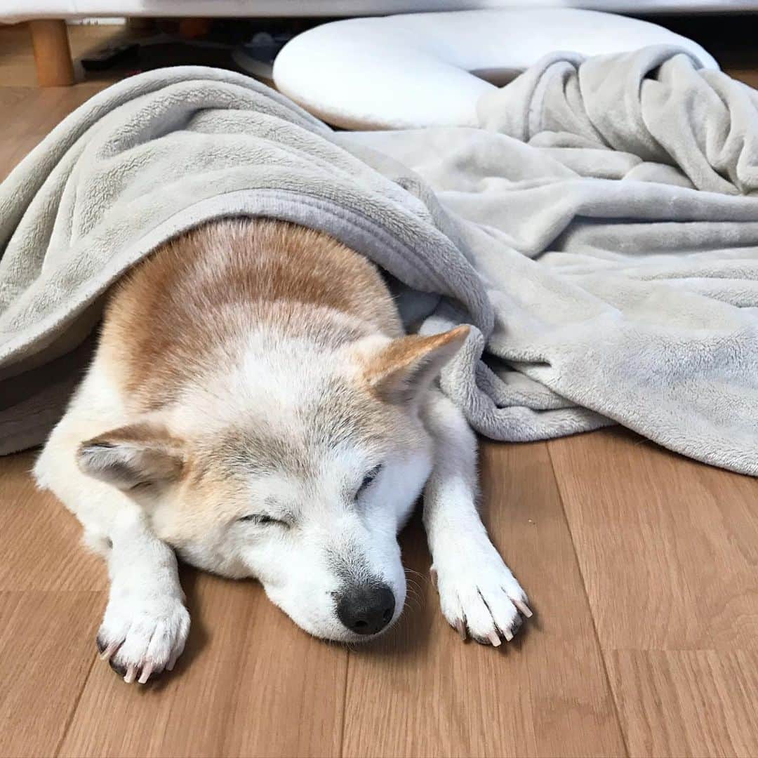 柴犬リリコのインスタグラム：「ホットカーペットの住人🐶♨️ #かんたん床暖 #panasonic」