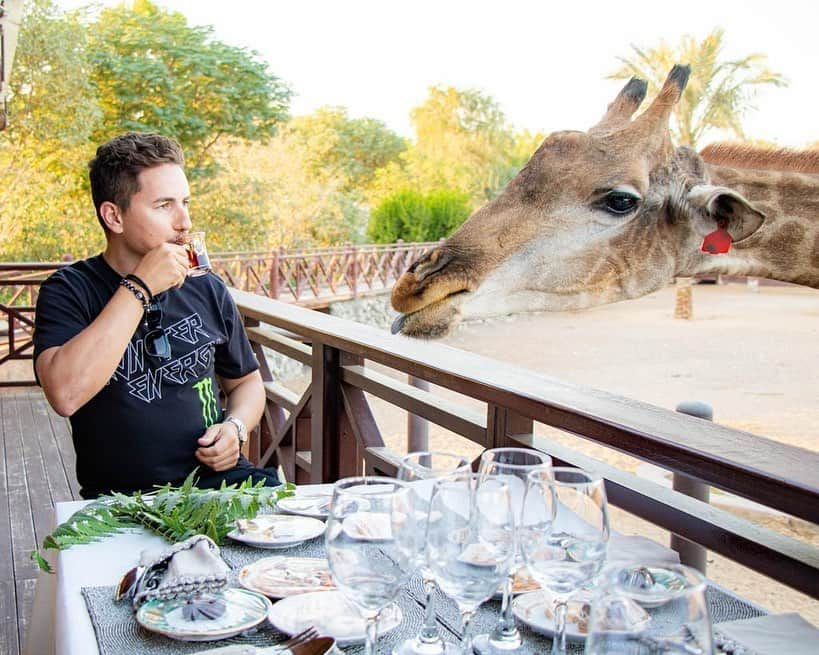 ホルヘ・ロレンソさんのインスタグラム写真 - (ホルヘ・ロレンソInstagram)「Here having breakfast with a good friend of mine...🦒☕️  #giraffe #animallover #dubai #uae #wildlife #dubailife #zoo #animals   @sb_belhasa @fame.park」12月27日 20時45分 - jorgelorenzo99