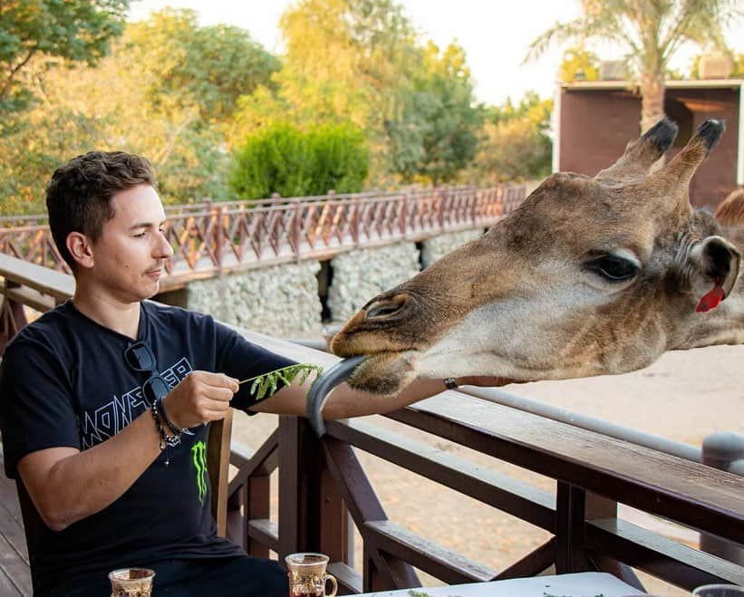 ホルヘ・ロレンソさんのインスタグラム写真 - (ホルヘ・ロレンソInstagram)「Here having breakfast with a good friend of mine...🦒☕️  #giraffe #animallover #dubai #uae #wildlife #dubailife #zoo #animals   @sb_belhasa @fame.park」12月27日 20時45分 - jorgelorenzo99