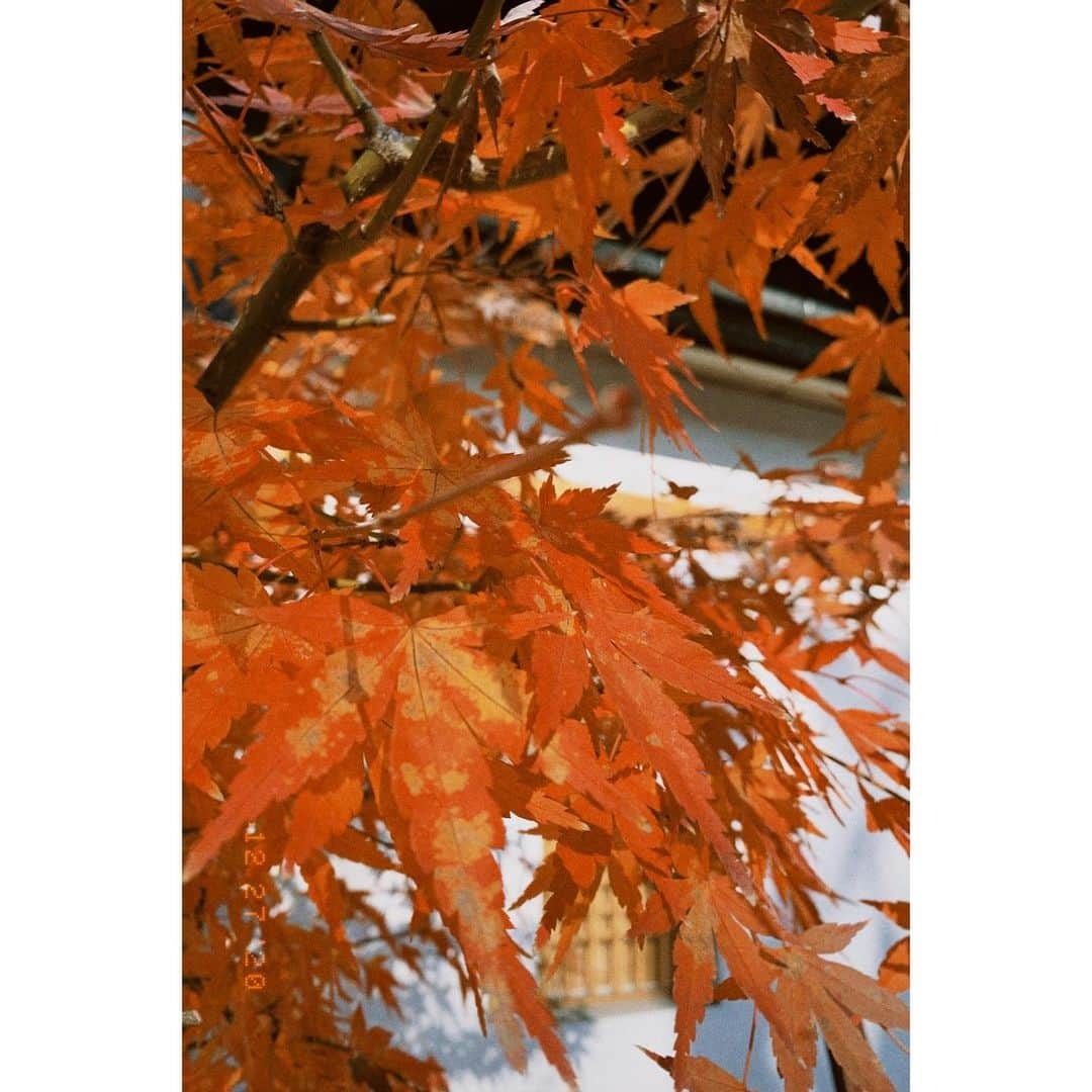 望月萌衣のインスタグラム：「🍁  ﻿ ﻿ 最近天気がよくて気分転換にコーヒー片手にお散歩するのがとてもすきです❤︎﻿ ﻿ ﻿ ﻿ でもこの写真見てるとまだ秋の気分になっちゃいますね笑﻿ ﻿ ﻿ 街中はすっかり気分変わってお正月モード🎍﻿ ﻿今年は生まれてはじめて東京で過ごすお正月です◎﻿ ﻿ ﻿ ﻿ コロナなので特に何かをするつもりはないけど、なぜか少しわくわくしてたりしてます💭﻿ ﻿ ﻿ ﻿ ﻿ でもやっぱり少し地元が恋しかったりもします🥲﻿ ﻿ ﻿ ﻿ ﻿ ﻿ ﻿ ﻿ ﻿ ﻿ ﻿ ﻿ ﻿ ﻿ ﻿ #お散歩 #さんぽ #もみじ#日常 #日常の風景 #フィルムカメラ #フィルム #フィルムカメラに恋してる #年末 #師走 #12月#生活とフィルム #sanpo #filmphotography #daily_photo_jpn #산책 #산책스타그램 #필름카메라 #필름감성 #감성 #일상 #촣아요 #촣아요반사 #단풍」