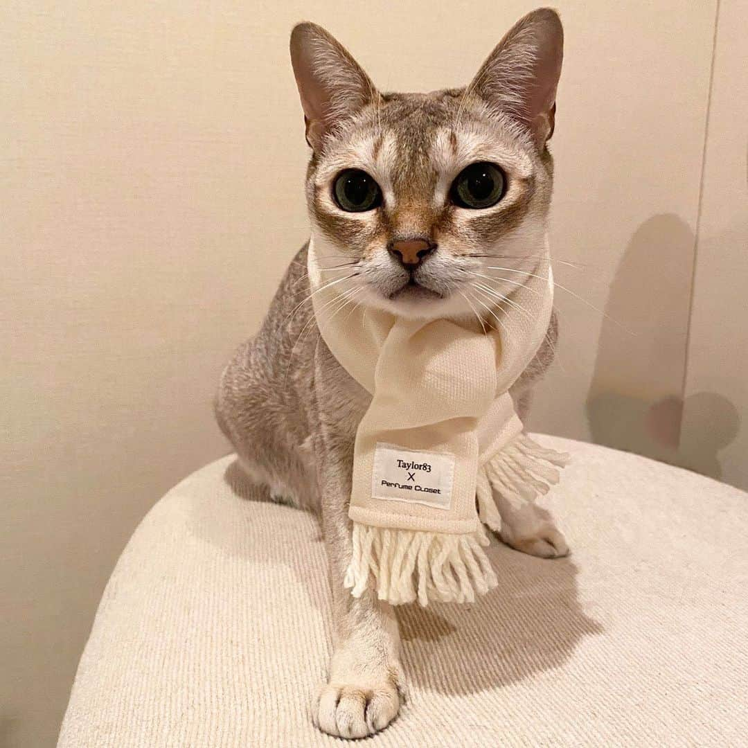 Perfumeさんのインスタグラム写真 - (PerfumeInstagram)「リヨン with PET SCARF✨😼🧣 #prfm #PerfumeCloset  #リヨンはかしゆかのねこちゃんです  Lyon with PET SCARF ✨😼🧣」12月27日 21時10分 - prfm_official