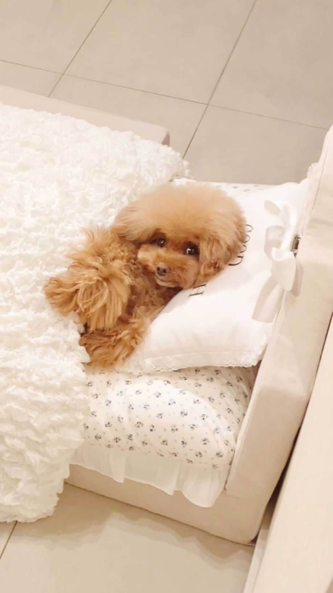 ショコラ❤︎あずき❤︎パンナのインスタグラム：「・ 見つかった〜😂 ・ #トイプードル #プードル #トイプー #犬 #toypoodlered #toypoodle #poodle #dog #dogs #instadog #cutedog #ilovemydog #dogstagram #あずしょこぱん #パンナ #reels」
