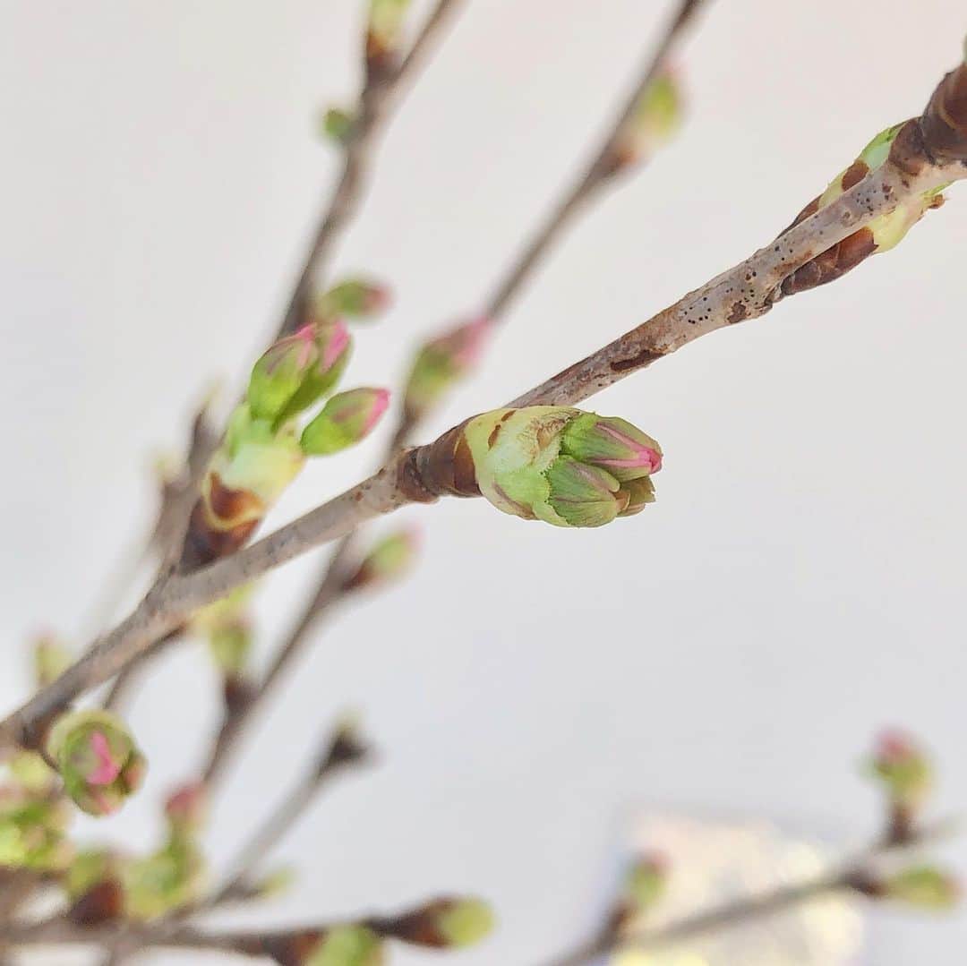佐々木あさひさんのインスタグラム写真 - (佐々木あさひInstagram)「プレゼントで頂いた啓翁桜がクリスマスの日に咲きました🌸 ぷっくりとした蕾から、ほんのりピンクの可憐な花がぽこぽこ生まれる様子を寒い冬に見られるなんて、嬉しいなぁ🥺✨  見上げる桜も好きだけど 近くで成長を見守る桜も 好き。  #啓翁桜 #初桜 #sakura #cherryblossom #さくら」12月27日 21時16分 - asahisasaki