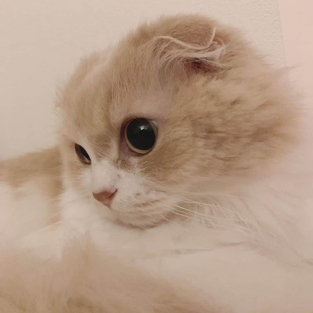 のんたのインスタグラム：「ぼーちゃんコレクション♡ ①〜③おチビたちが遊んでいるのを静かに観察中 ④〜⑥隣の枕であまんぼちゃん 話しかけると「くん」とか「ぷっ」とかお返事してくれます☺️  #scottishfold #catstagram_japan #catsofinstagram #cats_of_instagram#catoftheday #ilovemycat #bestmeow #catlover #cutecat #kittensofinstagram #cute #スコティッシュフォールド」