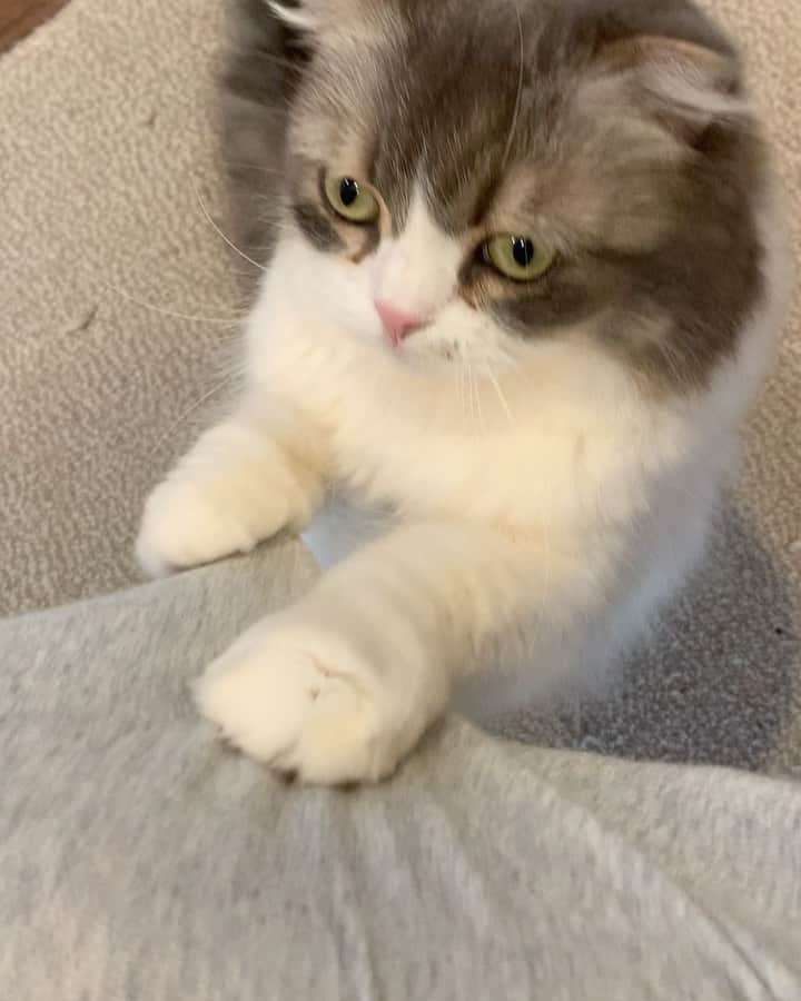 のインスタグラム：「そら sora🐾　2020.12.27 . 生音でどうぞ📢 . ブチッ🗯ブチッ🗯ブチッ🗯… . . ママのスウェットで爪研ぎ😂 . . #爪研ぎ . #ペコねこ部   #スコティッシュフォールド #scottishfold#neko#cute#cat#ねこ#猫 #ネコ#meow #catstagram#catsofinstagram #instagram #cats_of_instagram #kitty  #もふもふ #kawaii #adorable #fllufycat #bestmeow #bestcats_oftheworld」