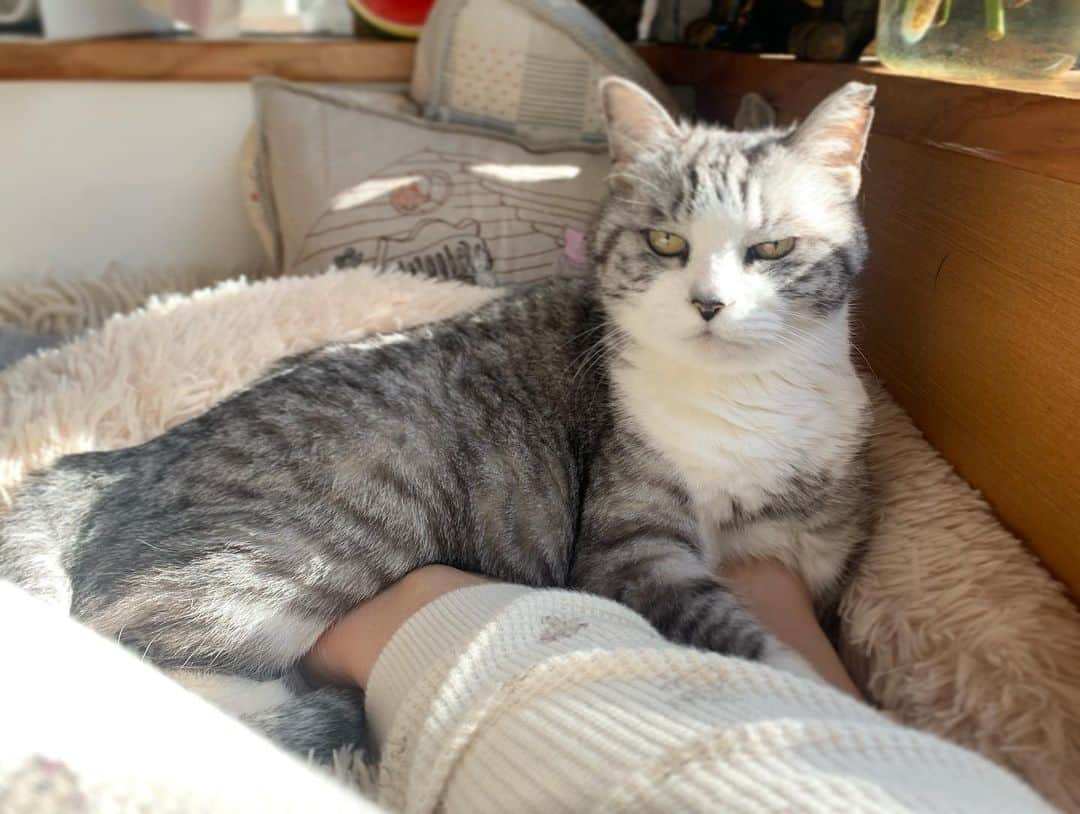 坂本美雨さんのインスタグラム写真 - (坂本美雨Instagram)「どうしても起きれなくて 婦人にあっためてもらっていた朝 #cat #サバ美」12月27日 22時07分 - miu_sakamoto