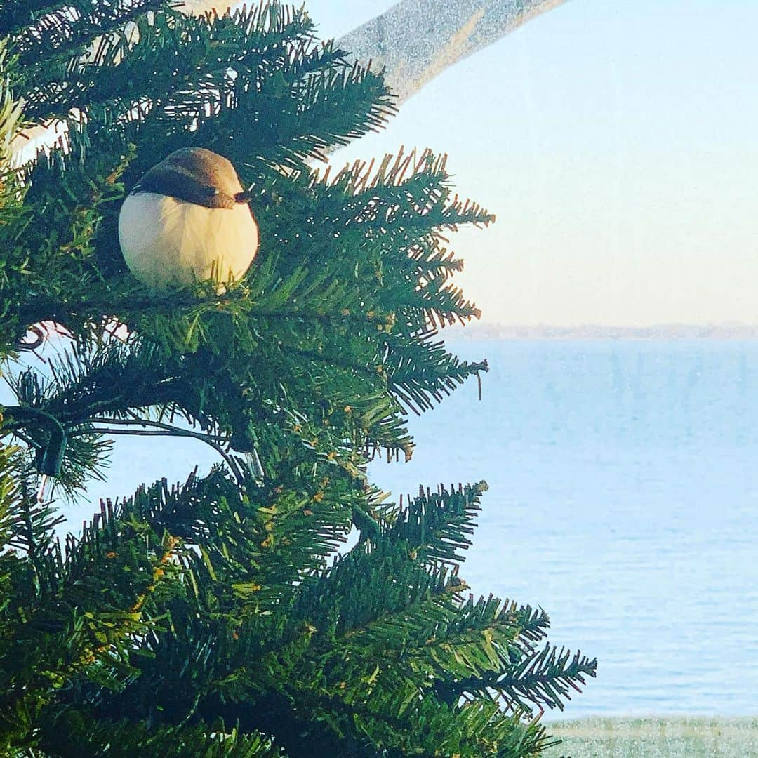 ブリジット・モイナハンさんのインスタグラム写真 - (ブリジット・モイナハンInstagram)「Christmas chickadee #loneornament #holiday #simplicity」12月27日 22時11分 - bridgetmoynahan