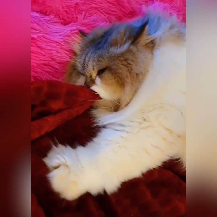 Kenshin & Chloeyのインスタグラム：「❤baby kenny making biscuits🤗😍#cutefurbabymoment」