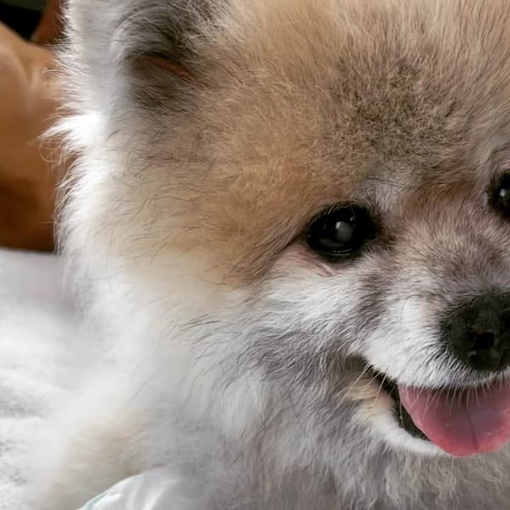 Ella Chuffyのインスタグラム：「Going home today!!!! Yay!! I’m super ready for New Year brunch/lunch/dinner~ 🧇🥓🍔🧆🥘 #ellachuffy . . . . . . . . . . #ellachuffy #pet #petstagram #pomeranianpage #dog_features #pomeraniansofinstagram #dogsofinstaworld #stayhome #cutedogs #pomeranian_lovers #pomeranianlife #pomeranianworld #teddybeardog #pomeranian #dogsofinstaworld #aplacetolovedogs #dogoftheday #justpomeranians #fluffypack #dogoftheday #anmlsposts #thedailypompom #picoftheday #iflmdog #犬 #小狗狗 #everydaydoglover  #pomeranianww #justpomeranians @justpomeranian @tinnypaws @pomofig #小狐狸」