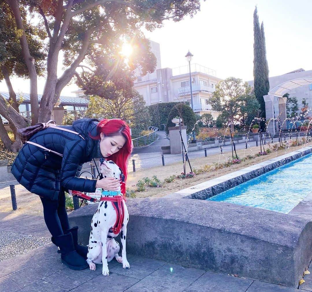 五月千和加さんのインスタグラム写真 - (五月千和加Instagram)「. 家族４人みんなでお散歩👨👩🐶🐶💕✨✨✨  #散歩 #犬の散歩 #walking #ダルメシアン　#dalmatian #dog #愛犬　#大型犬　#メロディ　#melody #家族　#family」12月27日 22時38分 - satsuki_senwaka
