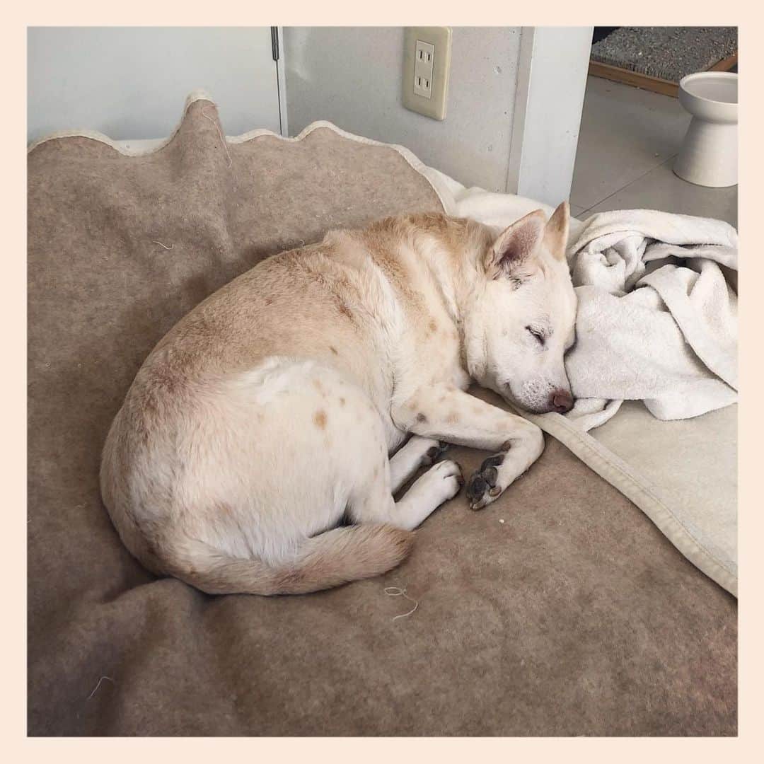 パンといっぴきのインスタグラム：「#元保護犬 #雑種犬 #crossbreed #mixdog #sleepingdog #眠る犬　#キップル14歳」
