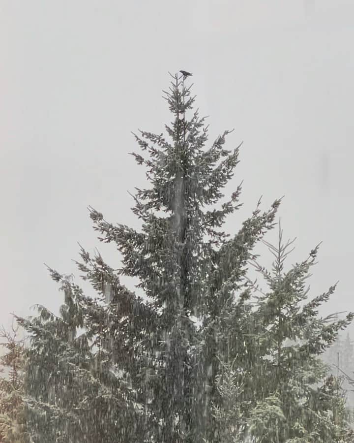 ハンナ・シモンのインスタグラム：「Watching this lonely solitary bird cling to the top of a tree during a furious unexpected blizzard just holding on by a thread until his flock somehow finds him is a whole mood for what I need 2021 to be 🐦 🙏🏽」