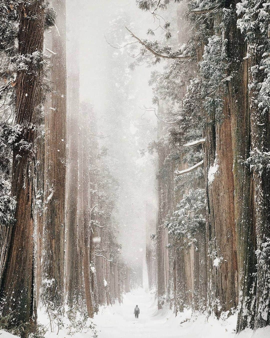 Berlin Tokyoのインスタグラム：「I'll share my favorite photos from this year with my comments. Hope you guys enjoy:) Let me know which one you like ✌️ . 1, Nagano : It was one of hardest shoot I've ever done. I'm glad I didn't give up until I took this picture. 2, Kyoto : Beautiful carp and autumn leaves. I've always wanted to take pictures like these. 3, Nagano : With the help of Ms. Matsushita, who is handing down the good old days of Japanese life style, Thank you for your support! 4, Nara :There was one deer, so I brought it in. She was the best model, I was able to take some good pictures with you lady. 5, Izumo : The weather was very bad like storm, but I was able to take some moody pictures. 6, Nagano : Luckily, I had a deer family in my photo. But My friend @yuma1983 couldn't take pictures of the deer because he was smoking and they were leaving😂 7, Hokaido : The modern and very cool Big Buddha, designed by Tadao Ando.  8, Mt. Fuji : I wasn't able to reserve a window seat, but by chance there happened to be one available and I was able to take this picture! Super lucky! 9, Kyoto : I wanted to have a model for this scene, so I asked @nachan.b , who happened to be there. The rain had just stopped and I was able to take some good pictures. 10, Ishigaki Island : Beautiful morning glow captured by my friend @mitsuru_wakabayashi 's drone. . 見返してみると一番以外はラッキーと居合わせてくれたら人達のおかげです🙏 一番は何度も引き返そうと思ったけど諦めずに精神的にも肉体的にも自分の限界超えて良かったなと自分を誇れる写真です。 . . #hellofrom #japan  @instagram」
