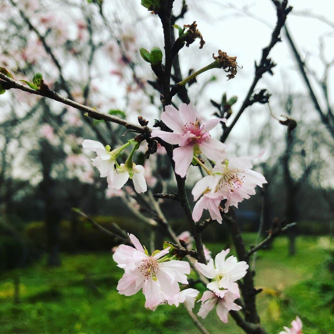 ハマカワフミエのインスタグラム：「こんな季節にも桜は咲くんだよ みんな知らないだけ  #ジュウガツザクラ　#cherryblossom  #春よ来い #bloom #springhasgone」