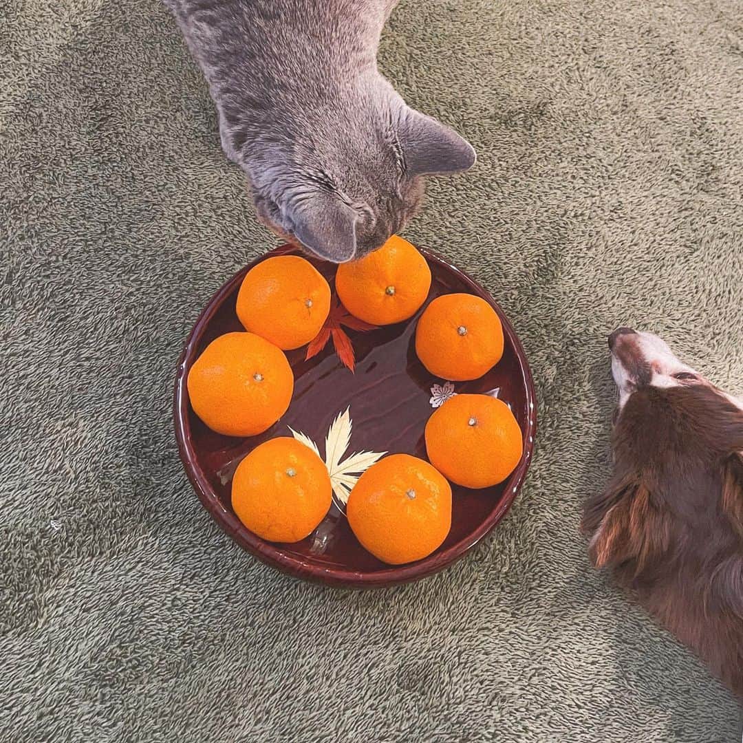 MiracleVellMagicのインスタグラム：「Japanese “nenmatsu” (end of the year) vibes 🍊 年末感、出てきたねぇ。  ホットカーペットで犬猫ベルぬくぬく。 みかんを囲んでぬくぬく。  ああ。何が楽しみかってさ、 大晦日のガキ使なのさ。今年も笑うぞー🥴」