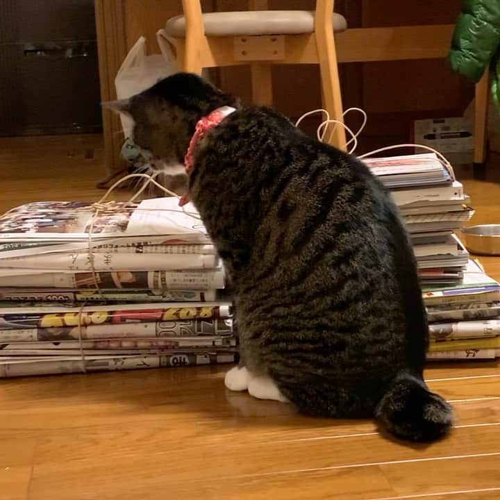 takegaeruのインスタグラム：「現行犯確保！ まりんもこの紙紐が大好きで おんなじ事やってたなぁ😸 #年末大掃除 #猫 #cat #よもねこ #よもぎねこ #キジトラ #きじとら」