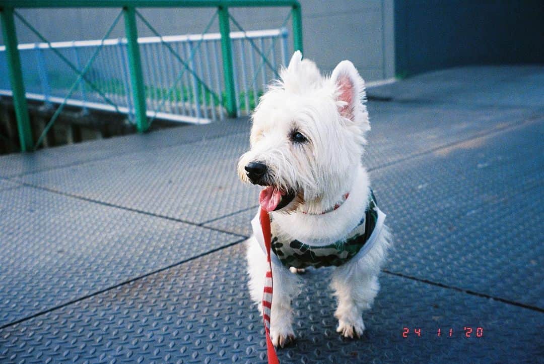 Hoykong&Plamuekのインスタグラム：「Plamuek in film 😊 #filmphotography #plamuek_westies Processed by @suaysamurfilmlab」
