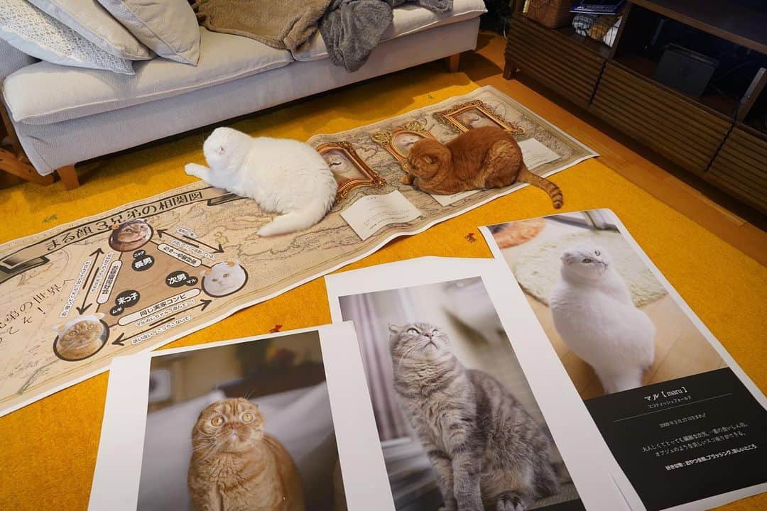 Ryo Yamazakiのインスタグラム：「絶賛断捨離中🗑 4年前、初めて出展した「ねこ休み展in日本橋タカシマヤ」で展示してたパネルの予備が出てきた（パネルに貼る前の印刷物）。 懐かしいな。。。 . #結局捨てられない #進まない断捨離 #特大パネル #ねこ休み展 #まる顔三兄弟 . Just started cleaning the house thoroughly to welcome the new year. But I'm not really getting anywhere with this work.🤷🏻‍♂️ . #cat #scottishfold #catstagram #catsofinstagram #instacat #猫 #ねこ #ネコ #猫部 #ふわもこ部 #ペコねこ部 #みんねこ #もふもふ #スコティッシュフォールド #サバトラ #白猫 #しろねこ #茶トラ」